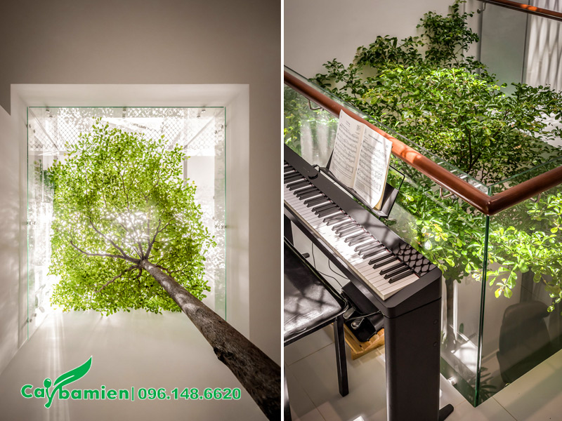 Giếng trời là vị trí lý tưởng để không hạn chế sự phát triển chiều cao của cây