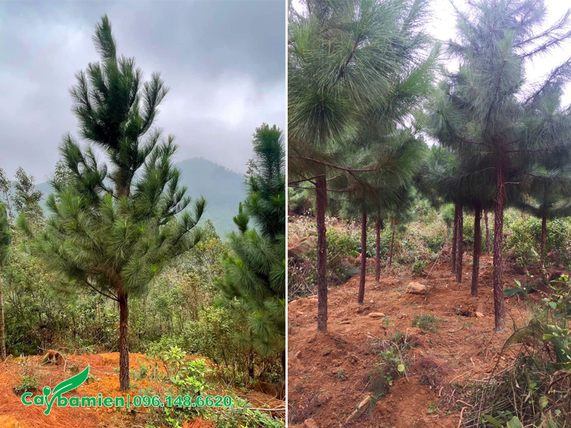Mật độ trồng cây thông caribe công trình khoảng 1.5 - 2m