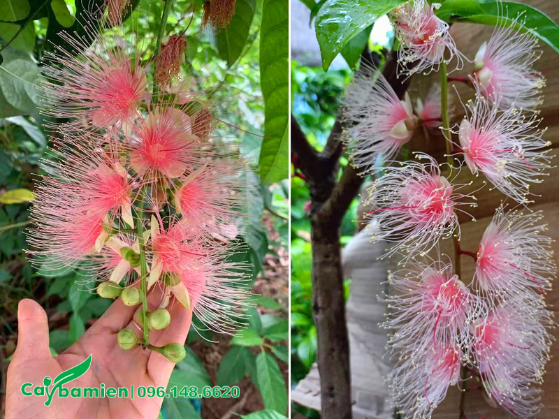 Bông hoa màu hồng trắng ấn tượng