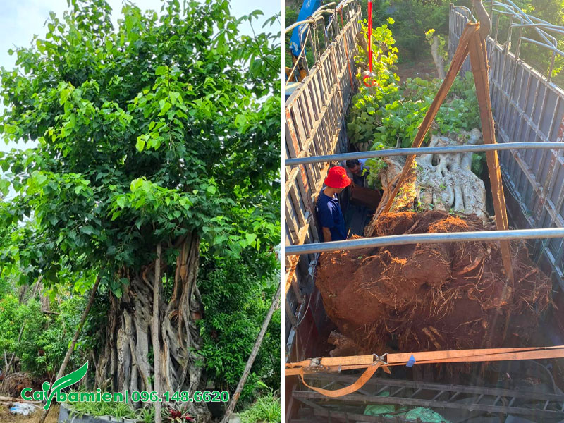 Bứng và vận chuyển cây bồ đề cổ thụ đường kính gốc hơn 1m
