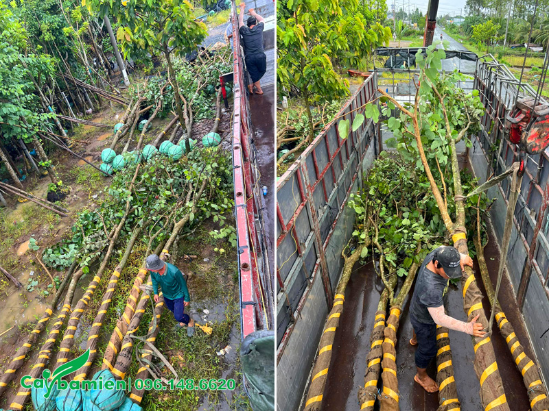 Cẩu cây ban tím lên thùng xe tải, chiều cao cây khoảng 5 - 6m
