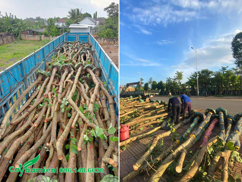 Bốc xếp cây ban tím đường kính gốc 15cm lên thùng xe