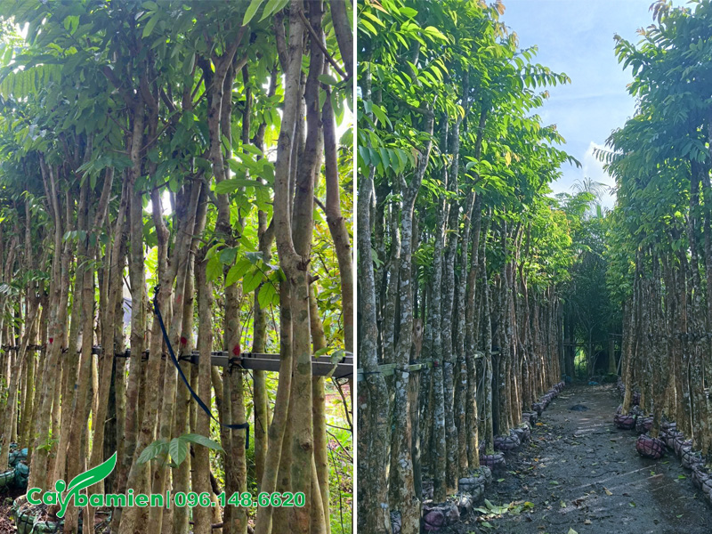 Bằng lăng tím cao 5 - 6m, thân thẳng đẹp, lá xanh tốt