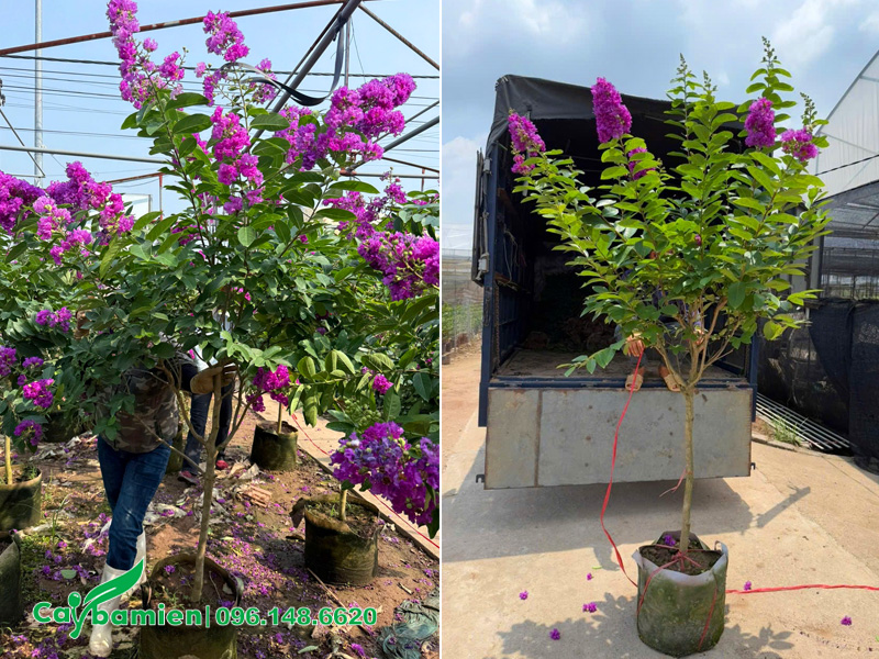 Cây bằng lăng Thái sẵn hoa, chiều cao 2m