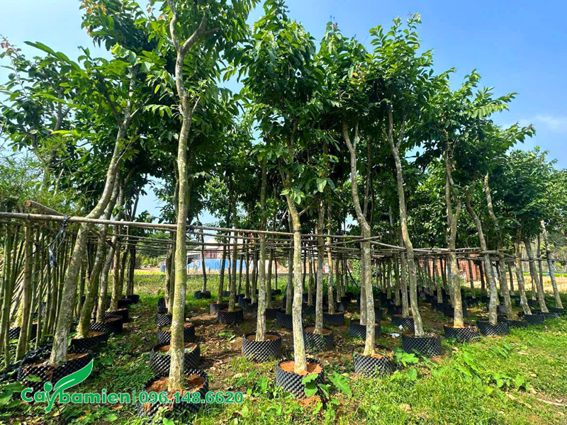Hàng trăm cây đã dưỡng ủ trong bầu, tay cành đang ra lá đẹp