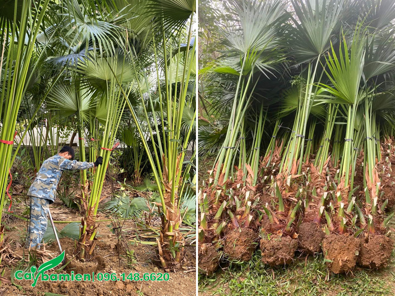 Bứng số lượng lớn cây cọ ta lóng cao 1m cho công trình khu đô thị