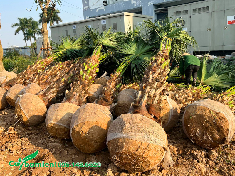 Cây có lóng cao 1.5m, đường kính bầu 60cm