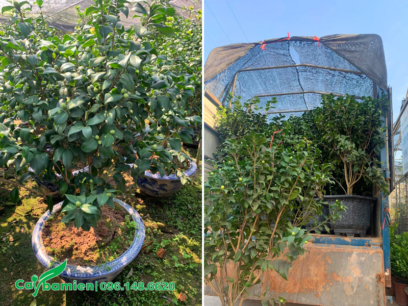 Cây hoa trà đã lên chậu, chiều cao khoảng 80 - 90cm