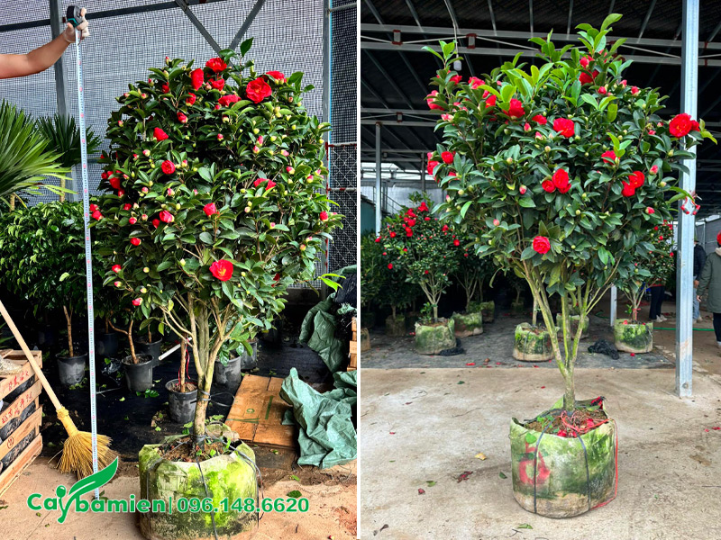 Vườn nuôi trồng cây hoa trà thâm bát diện