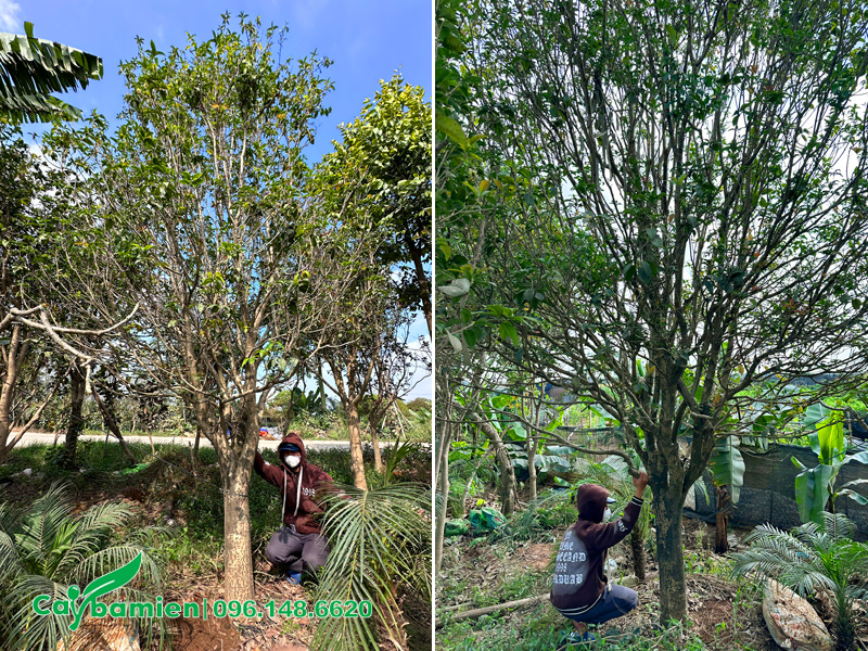 Vườn thuần dưỡng cây mộc hương tài cổ thụ