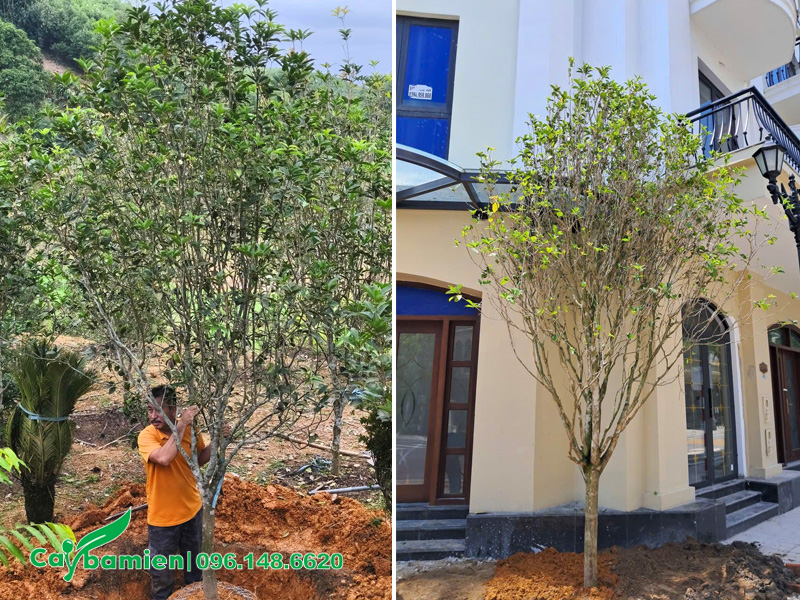 Bán và thi công trồng cây hoa mộc hương lâu năm cho khu biệt thự