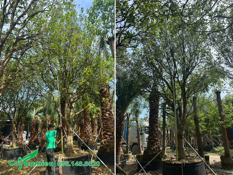 Đo kích thước cây mộc tàu công trình chiều cao tổng thể 4m