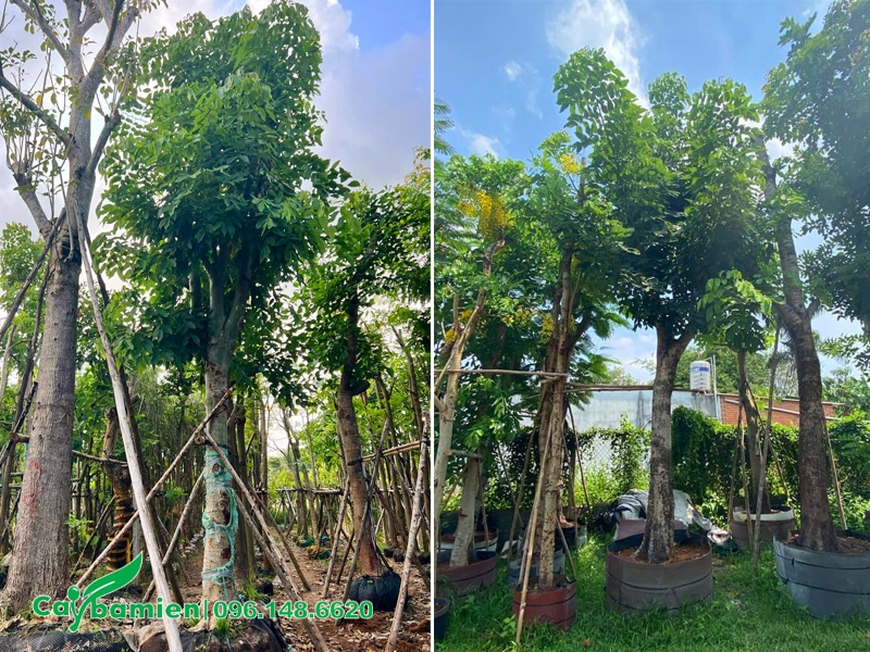 Cây muồng hoàng yến cổ thụ trồng sân vườn biệt thự