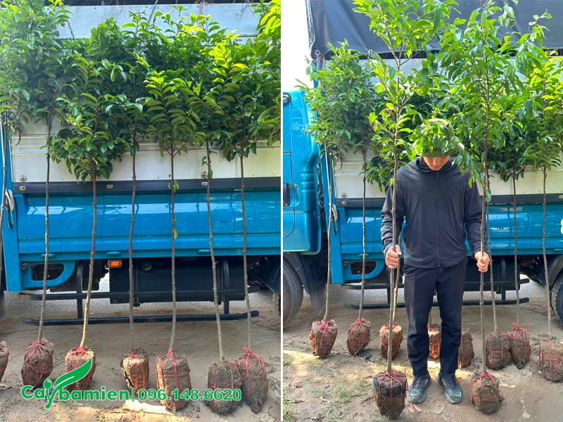 Cây thị giống cao 2m, đường kính gốc 3cm