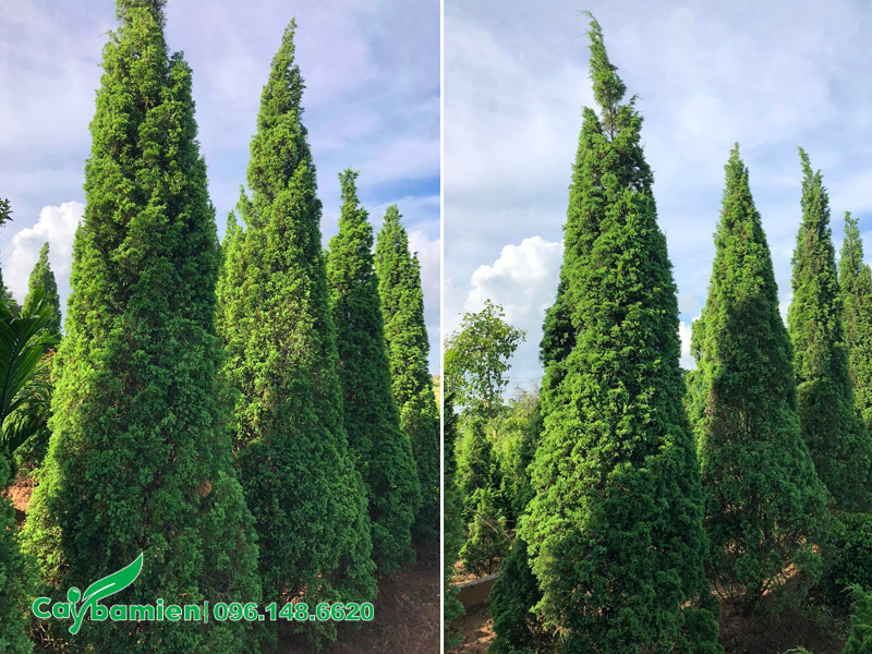 Vườn cây Tùng Tháo cao 3m, đường kính gốc 80cm