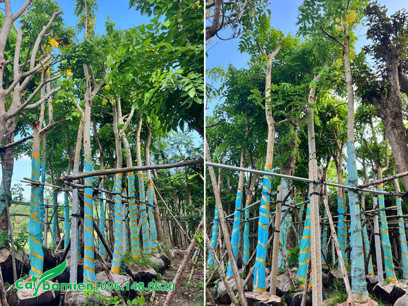 Cây muồng hoàng yến công trình đường kính gốc 15cm, chiều cao 5 - 6m