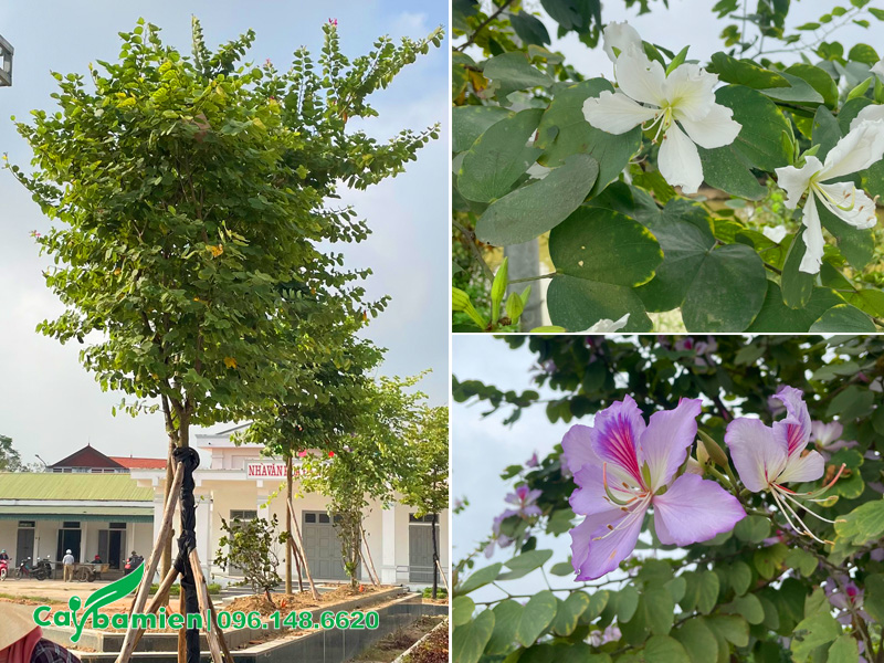 Hình ảnh cây hoa ban Tây Bắc đẹp với màu sắc đa dạng