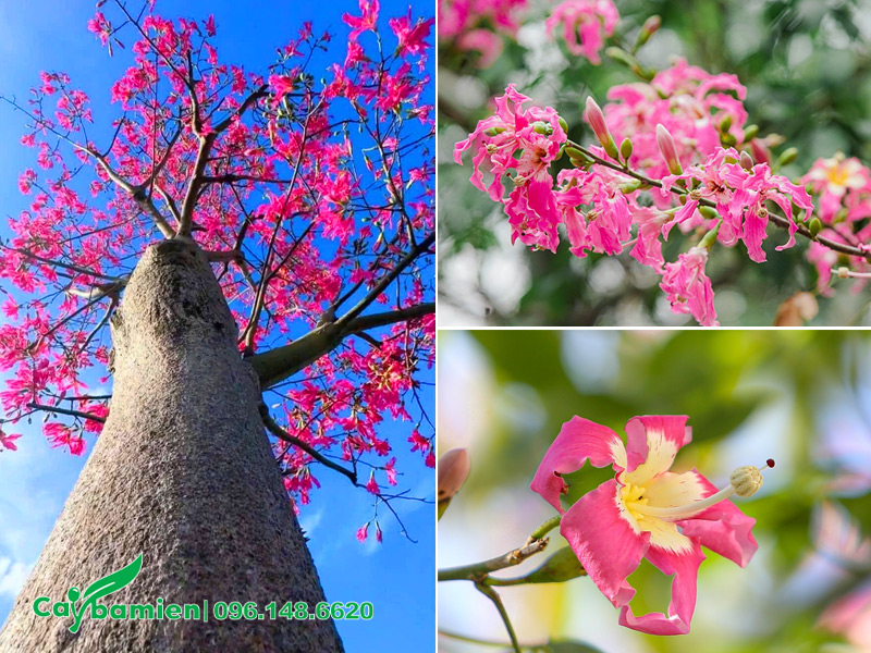 Chiêm ngưỡng vẻ đẹp của hoa mỹ nhân qua từng khung hình