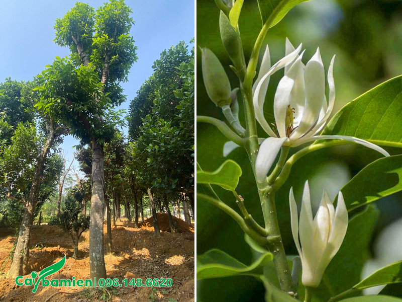 Dâm ủ cây hoa ngọc lan cổ thụ, loại hoa trắng đẹp