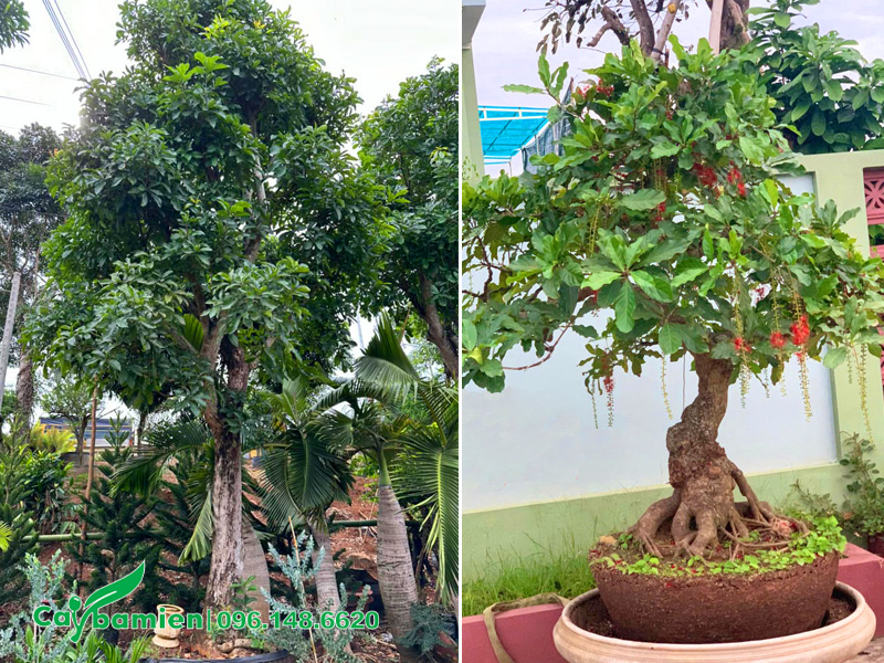Hình ảnh cây Lộc Vừng dáng đẹp