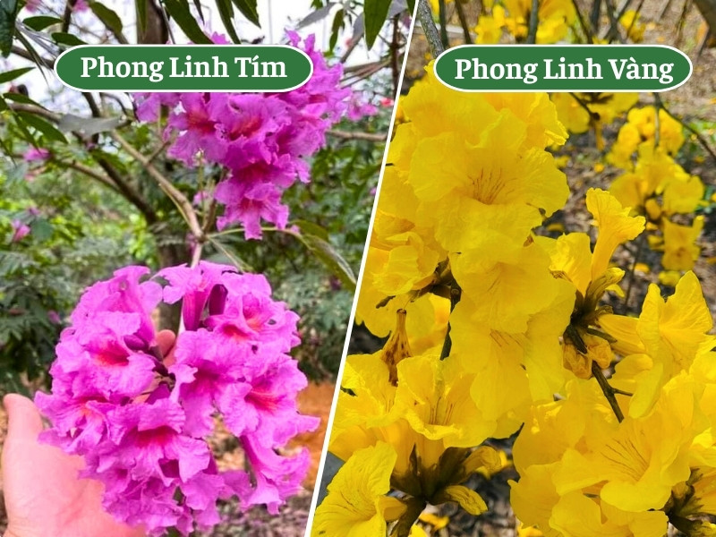 Hình ảnh cho thấy sự khác nhau của cây phong linh tím và cây phong linh vàng