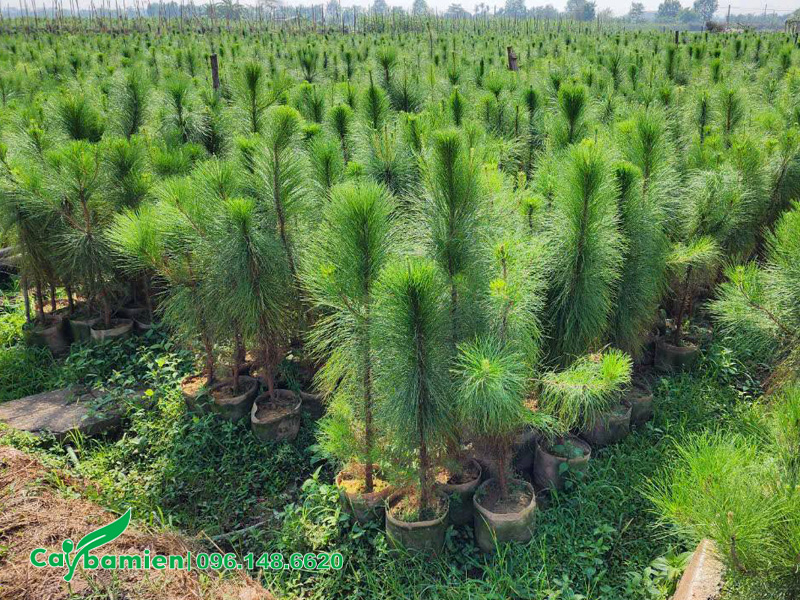 Phòng trừ sâu bệnh cho vườn thông caribe giống