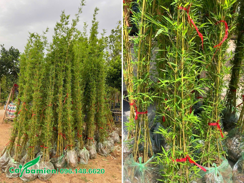 Quy cách chiều cao và đường kính thân phổ biến của cây Trúc Quân Tử trồng hàng rào