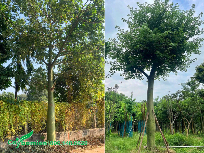 Hình ảnh những cây Mỹ Nhân công trình kích thước lớn chiều cao 5 - 6m