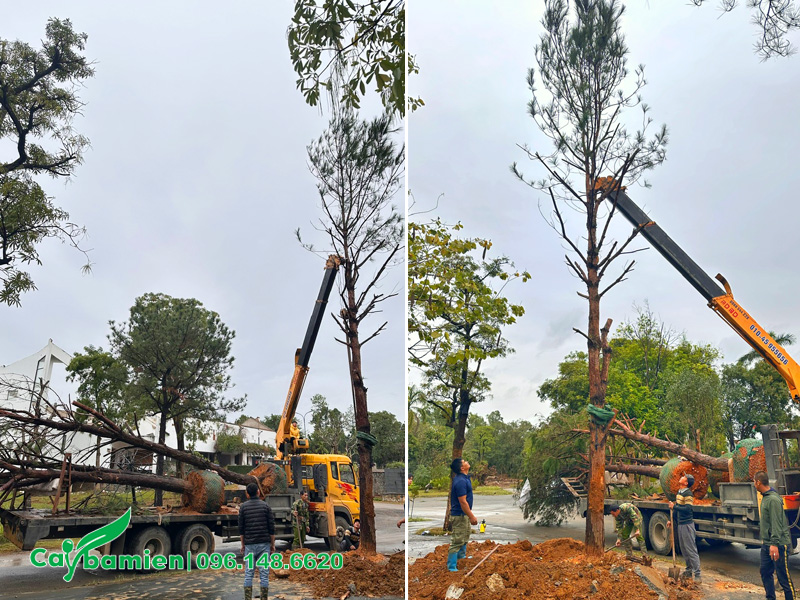Tiến hành trồng cây thông caribe cổ thụ cao 8 - 9m cho sân vườn biệt thự