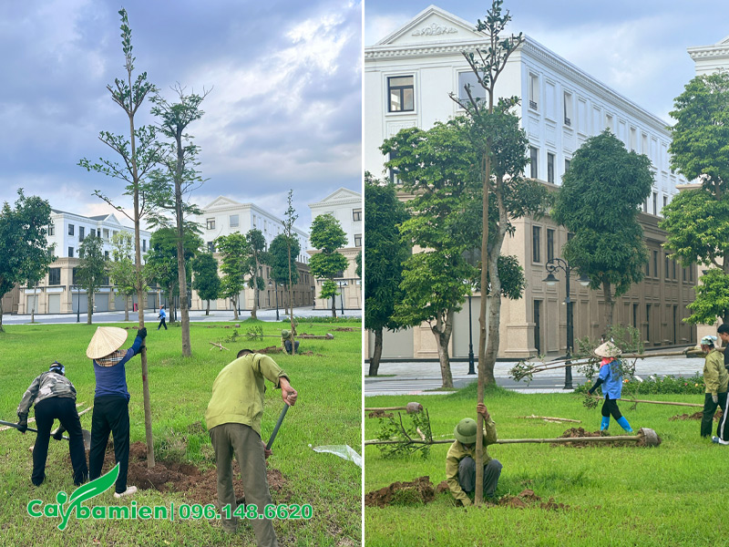 Công nhân của Cây Ba Miền đang thi công trồng cây bàng lá nhỏ công trình