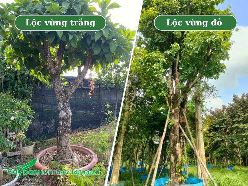Hình ảnh cây hoa lộc vừng trắng và đỏ