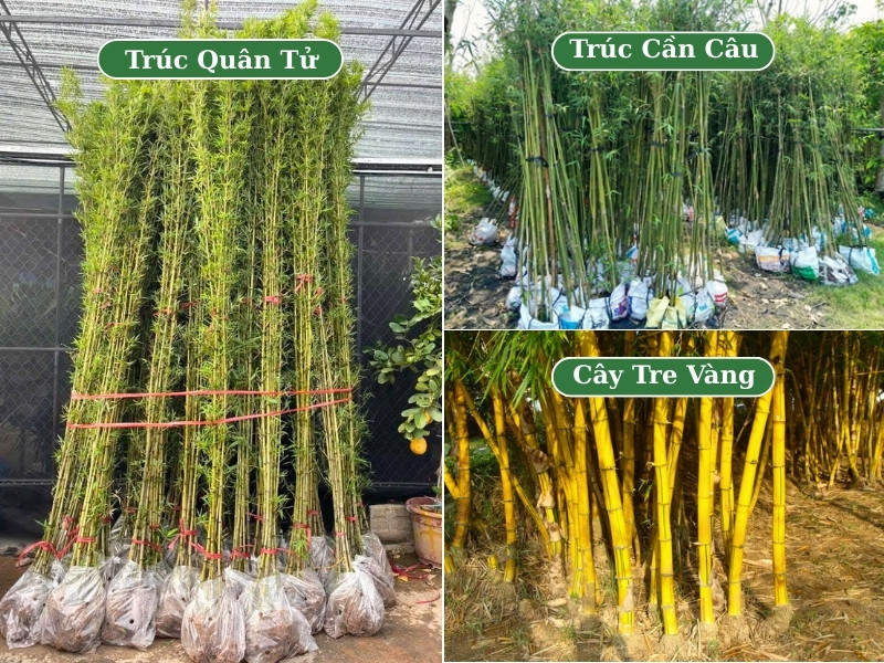 Hình ảnh so sánh cây trúc quân tử với cây trúc cần câu, tre vàng