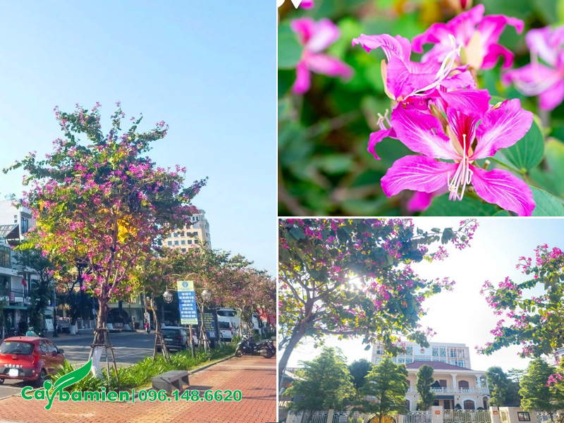 Những hàng cây hoa ban tím công trình trồng vỉa hè đường phố