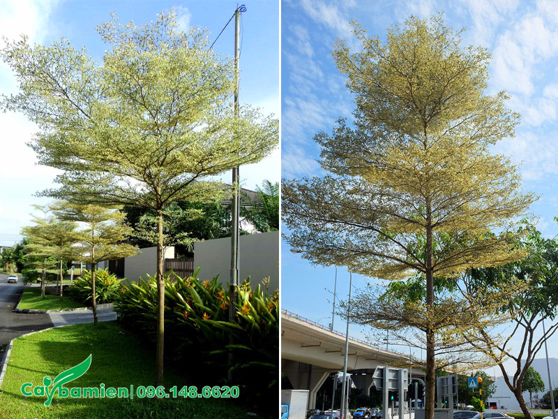 Bàng Cẩm Thạch công trình trồng trang trí đường phố