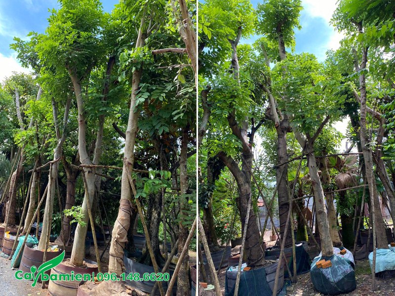Những gốc muồng hoàng yến hoa vàng đường kính gốc 20 - 25cm