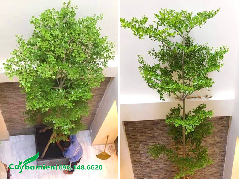 Tác dụng của cây bàng đài loan trồng trong nhà, đem đến nguồn năng lượng xanh tích cực