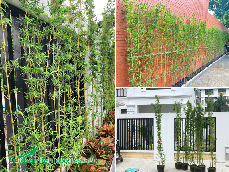 Trúc Quân Tử trồng hàng rào cho sân vườn biệt thự