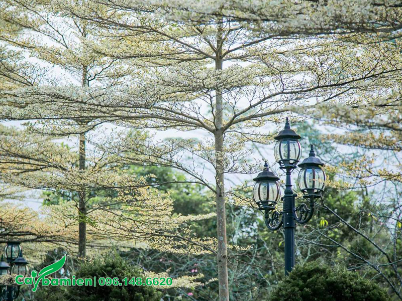 Hàng cây bàng cẩm thạch thẳng đẹp, tán phân tầng gọn gàng