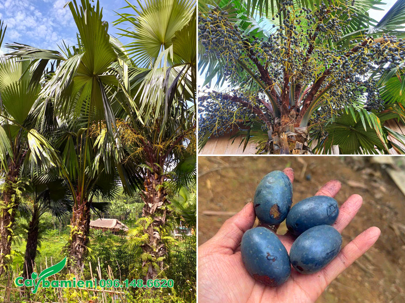 Hình thái của cây cọ ta công trình