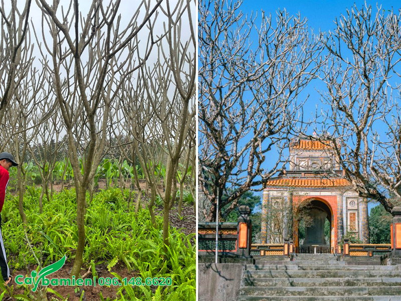 Hình dáng thân cây hoa đại công trình