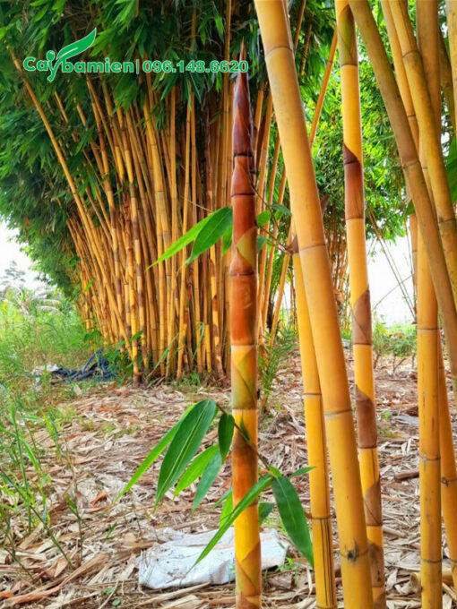 Vườn cây hoàng trúc đang lên măng non