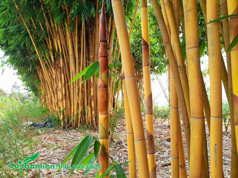 Thân và mang của cây Hoàng Trúc
