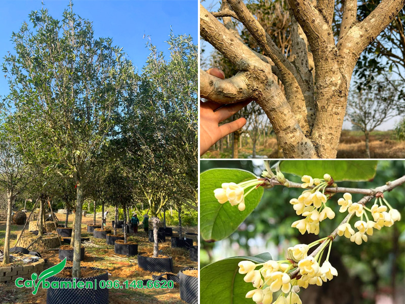 Cây Hoa Mộc Hương Ta lâu ăn, dưỡng trong bầu nổi