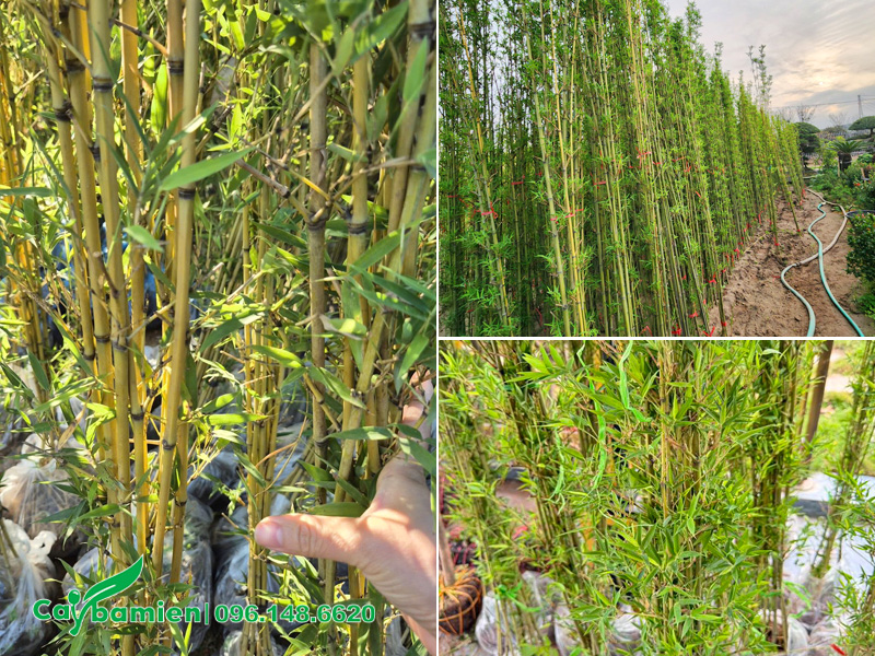 Thân cây trúc quân tử trưởng thành