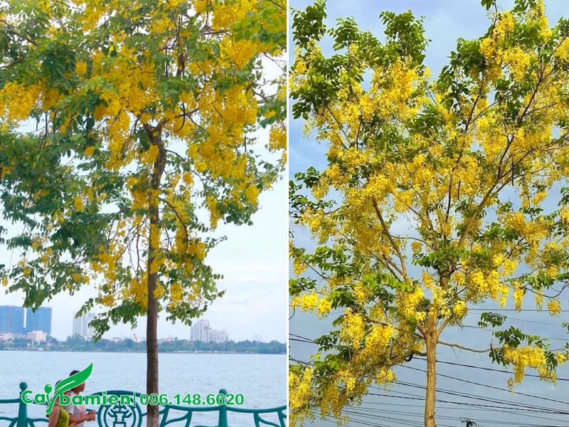 Cây hoa muồng hoàng yến nở rộ rực rỡ