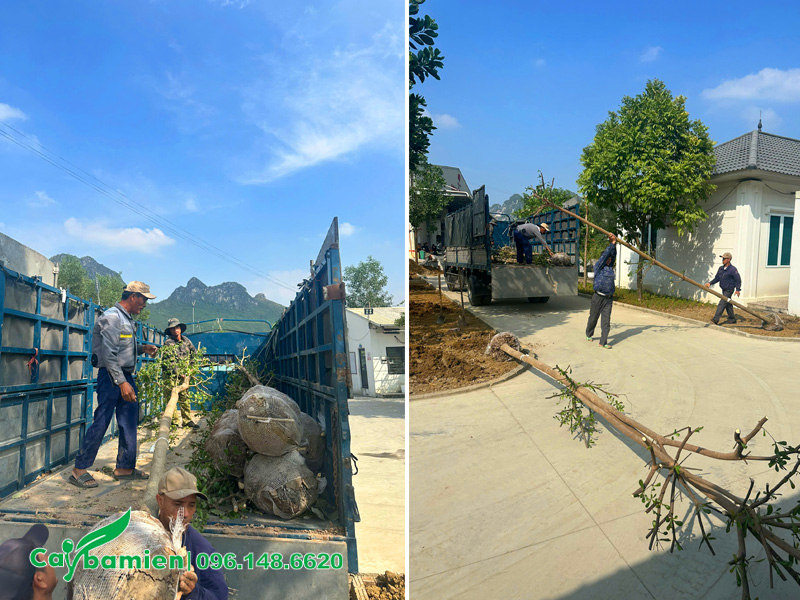 Công nhân đang chuyển cây đến từng hố trồng