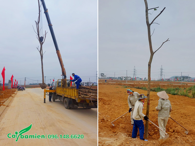Cây lớn dùng cần cẩu để đưa vào hố