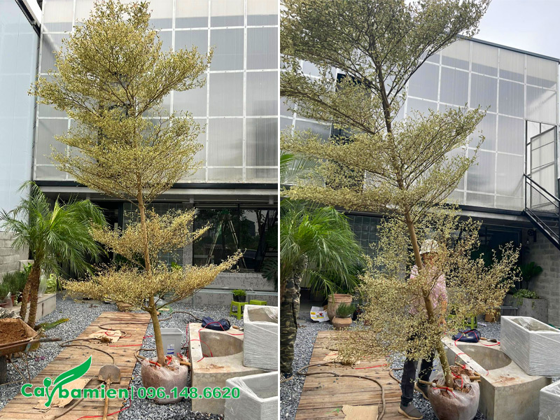 Thi công trồng bàng cẩm thạch cao 5m, 5 - 6 tầng tán