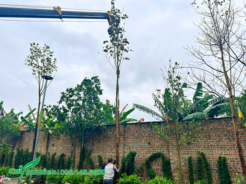 Dụ án thi công trồng cây bồ đề công trình cho sân chùa