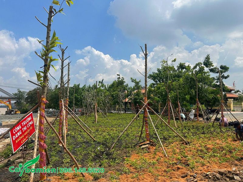 Trồng cây hoa ngọc lan công trình cho dự án đền thờ Nguyễn Hữu Cảnh
